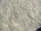 PICTURES/Dinosaur Tracks -  Hole-In-The-Rock Road/t_IMG_7989.JPG